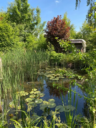 pond in the park