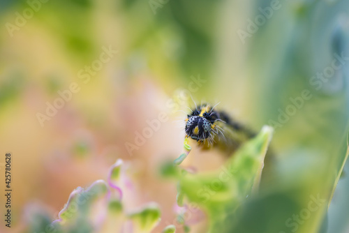 Macro detail of larva of Cabbage White butterfly (Pieris rapae) in nature with blurred background. Close-up of caterpillar - insect pest causing huge damage to harvest in farms and gardens.