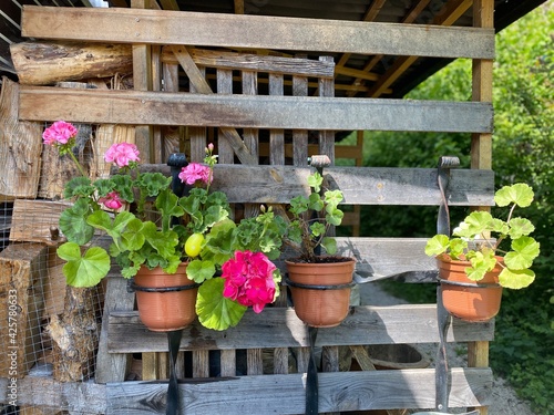 flowers in pots