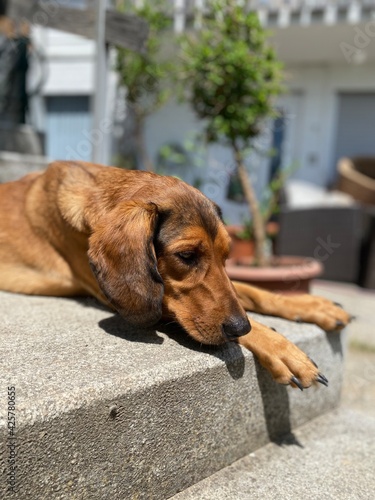 dog on the porch