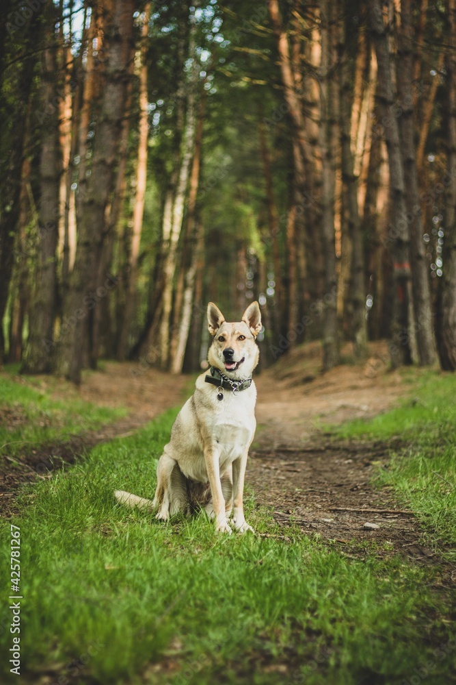 Little wolfdog in a forest