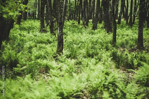 Canvastavla Shot of a green forest with fern undergrowth