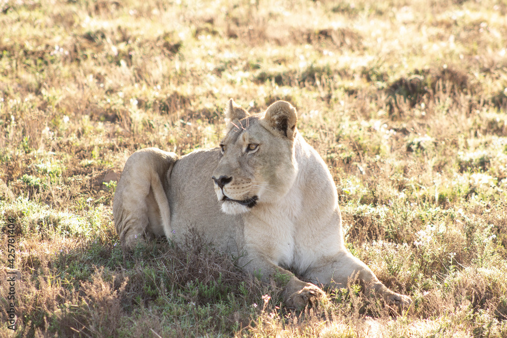 Golden Lioness bathing in sunlight Golden Lioness bathing in sunlight