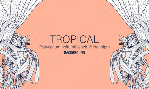 Botanical Platycerium holtumii Jench. & Hennipm hand drawn vector.