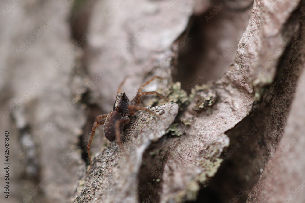 Small spider on the bark of a tree in the forest. 