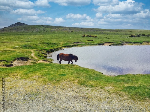 Dartmoor Pony © Sean