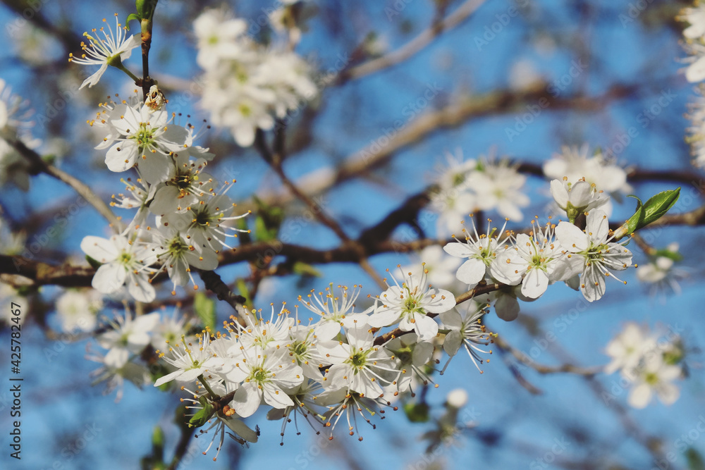 Clusters of tiny white flowers on a Blackthorn tree