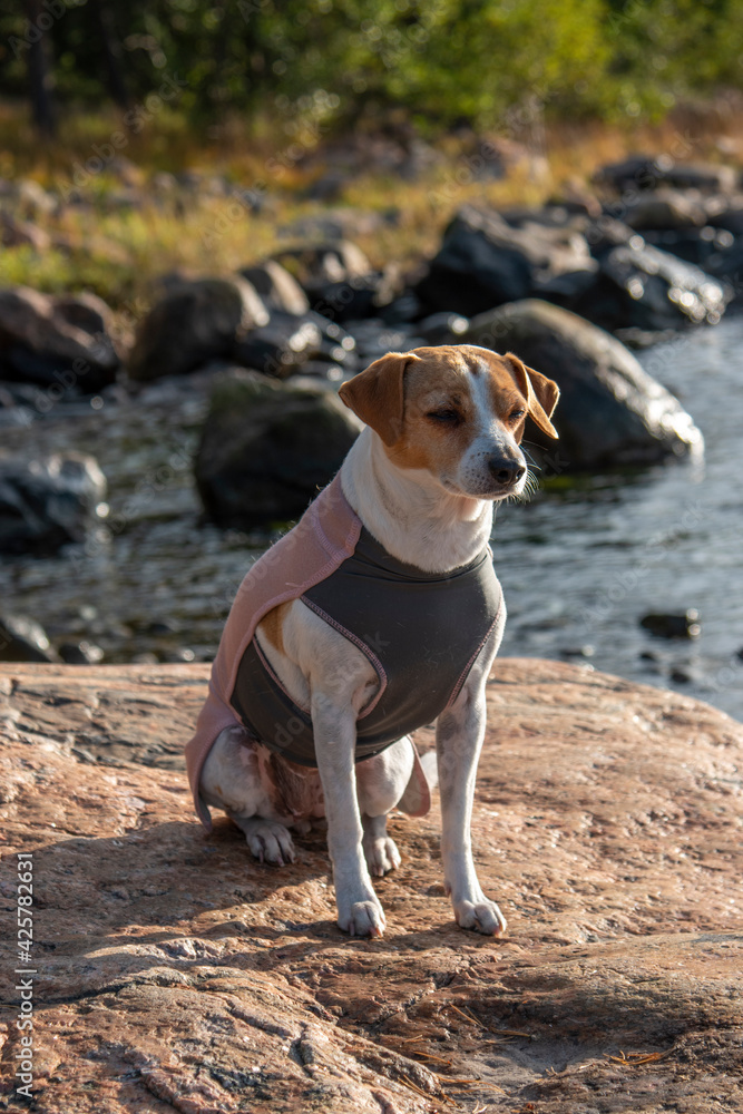 Dog sitting on beach rock