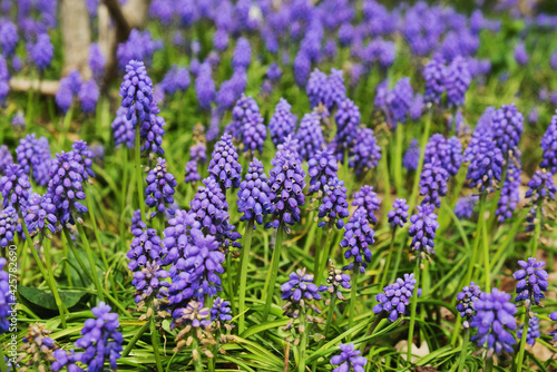 Clusters of tiny bell shaped blue flowers of the grape hyacinth.