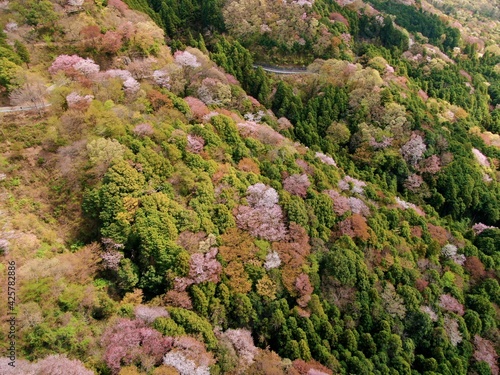 高峰山の山桜（茨城県桜川市）