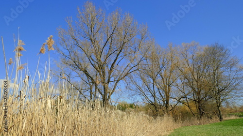 schönes Biotop mit Bäumen, Schilf und grüner Wiese unter blauem Himmel im Frühling