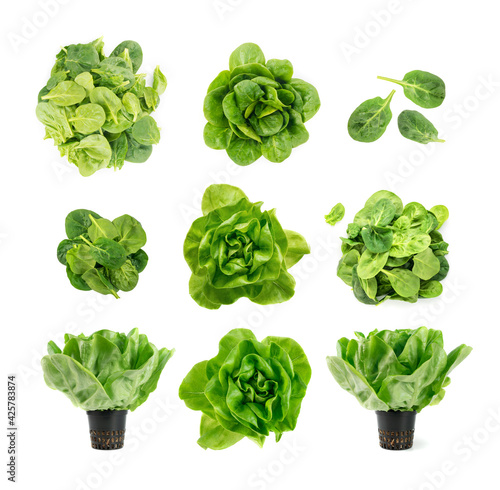Obraz na plátně Raw fresh boston lettuce salad or butterhead isolated on white