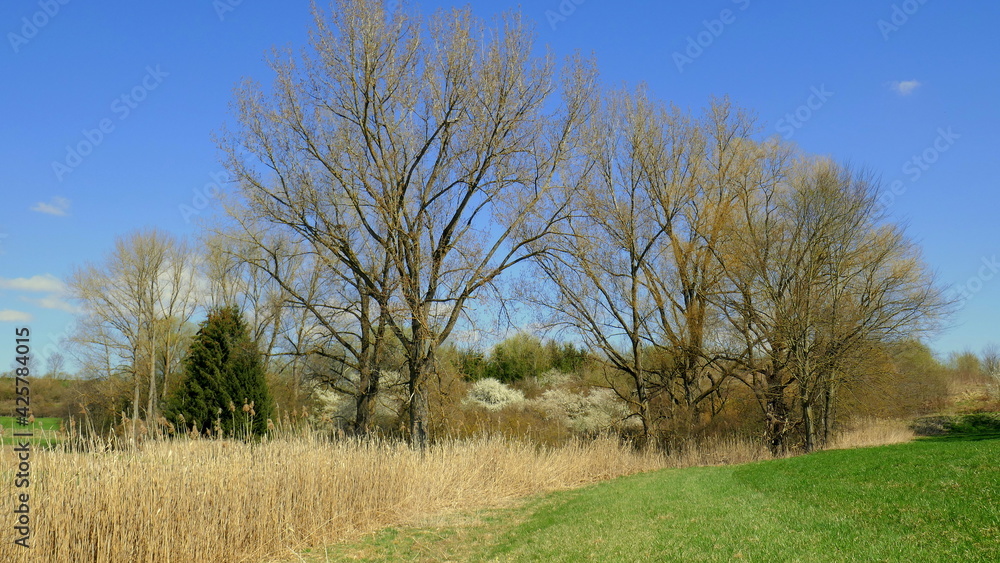 schönes Biotop mit Bäumen, Schilf und grüner Wiese unter blauem Himmel im Frühling