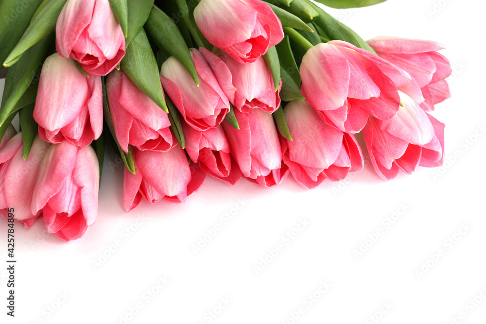 Pink tulips flowers on white