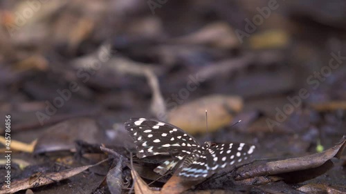 Butterfly with broken wing at rest on leafy floor, turns and flies off. Lexias albopunctata albopunctata (in Blue-spotted Archduke) photo