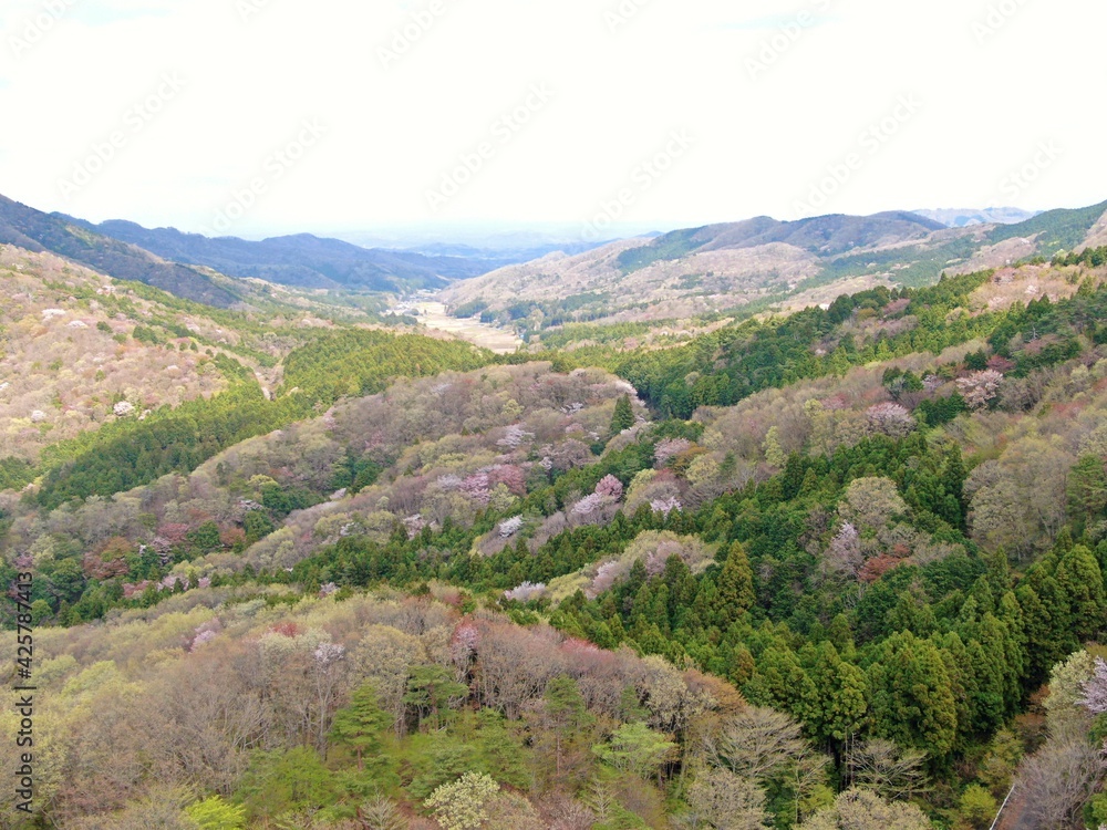 高峰山の山桜（茨城県桜川市）