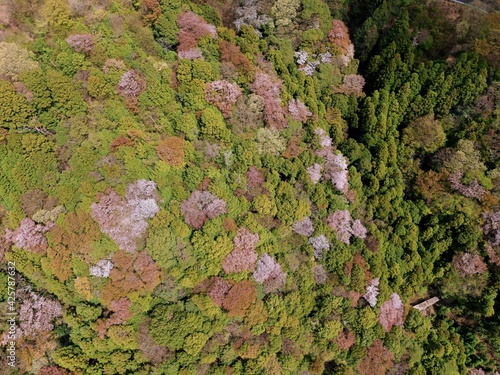 高峰山の山桜（茨城県桜川市） © 諒 鈴木
