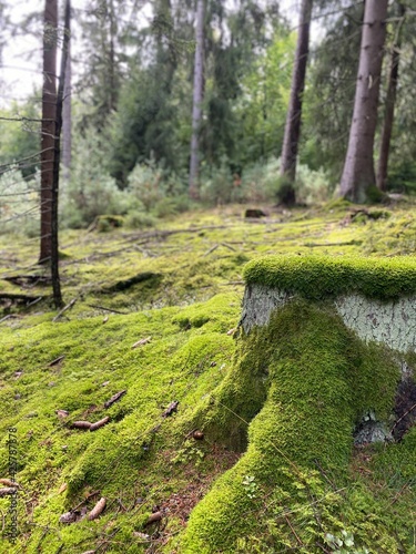 path in the forest