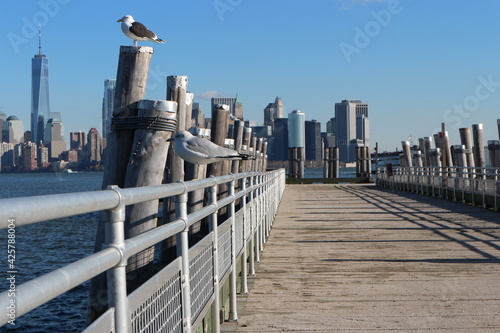 Seagull new york downtown
