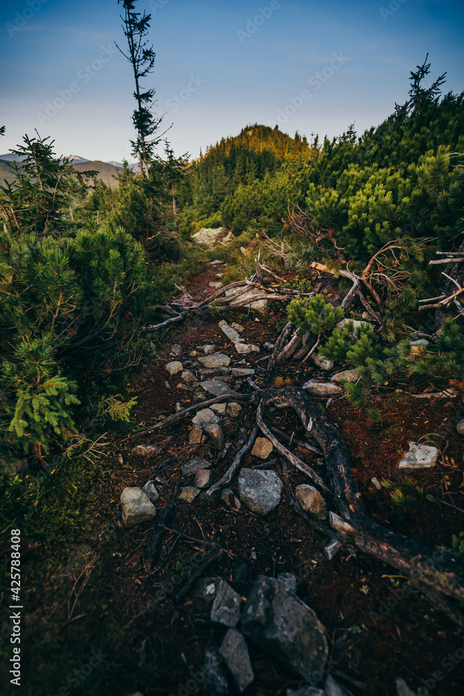 Obraz premium A large tree in a forest. Mountain trail