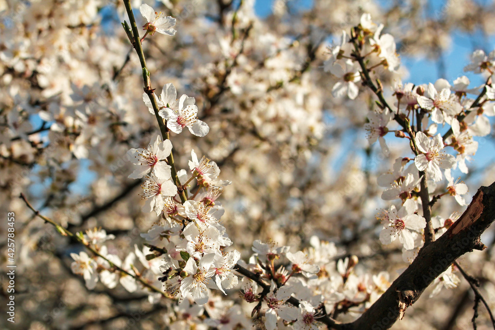 beautiful spring blooming cherry tree against blue sky beautiful spring blooming cherry tree against blue sky