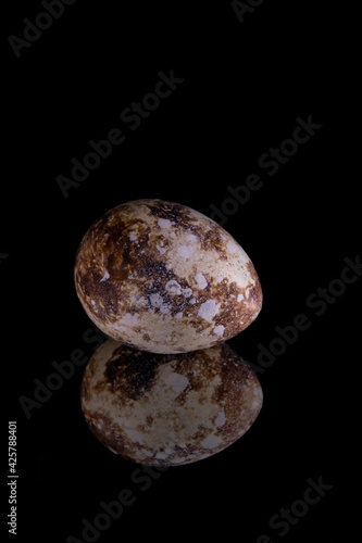 Close-up of a raw quail egg isolated on a black background with reflection. High quality photo