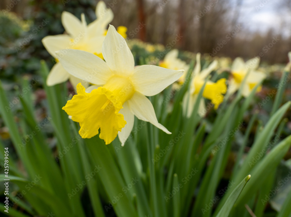 yellow daffodil flowers bloomed in the park yellow daffodil flowers bloomed in the park