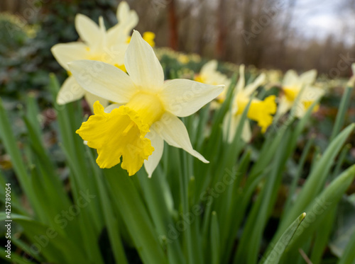 yellow daffodil flowers bloomed in the park