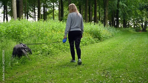 A blonde female walks a black shaggy labradoodle dog along a grassy country track as the dog momentarily stops to go to the toilet in the undergrowth at the side of the track