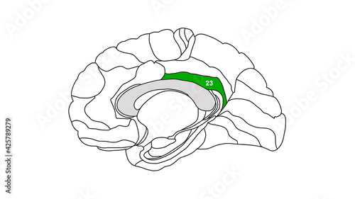 Sagittal isolated Brain Brodmann area region of the cerebral cortex with numbers on white background photo
