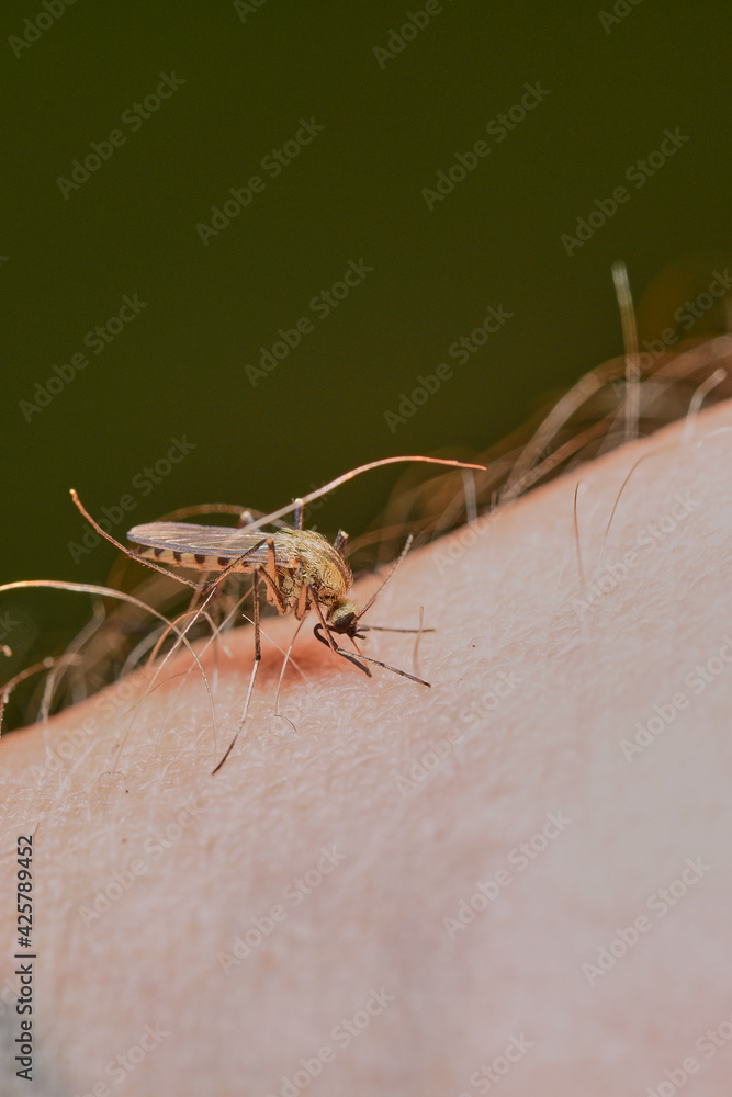 custom made wallpaper toronto digitalHuman bite by molar mosquito on a green background. Leishmaniasis, encephalitis, yellow fever, dengue, Mayaro or Zika virus, infectious parasitic insects. High quality photo
