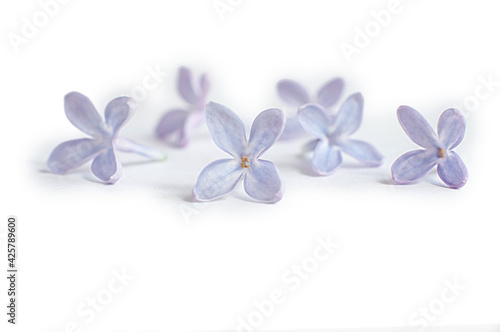 Purple lilac flower isolated on white background.