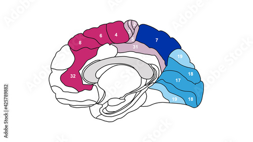 Brain Brodmann area region of the cerebral cortex with numbers on white background photo
