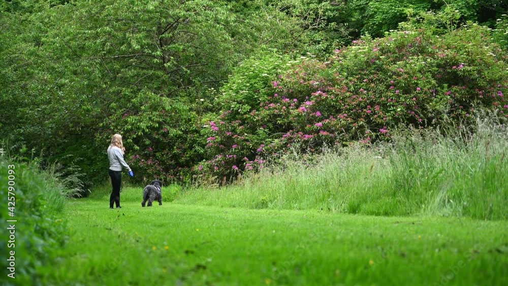 A blonde female encourages a large black shaggy labradoodle dog to go for a walk along a grass covered country track A blonde female encourages a large black shaggy labradoodle dog to go for a walk along a grass covered country track