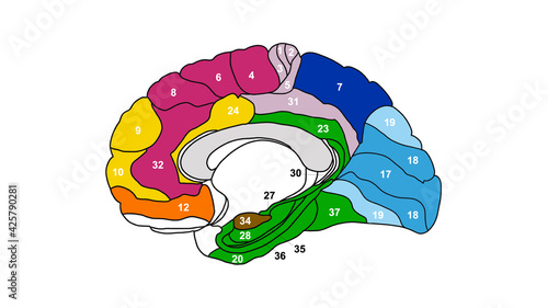 Brain Brodmann area region of the cerebral cortex with numbers on white background