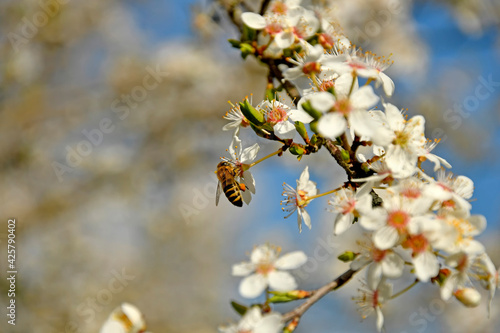 bee on wild mirabelle blossom in springtime