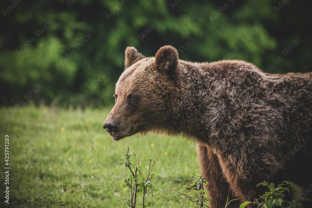Fototapeta premium Shot of a brown bear in the Carpathian mountains