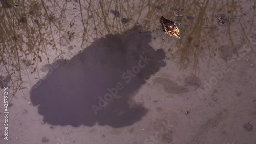 water stagnation at end of summer. The branches of the trees are reflected in the pond and the yellow leaves float on the surface photo