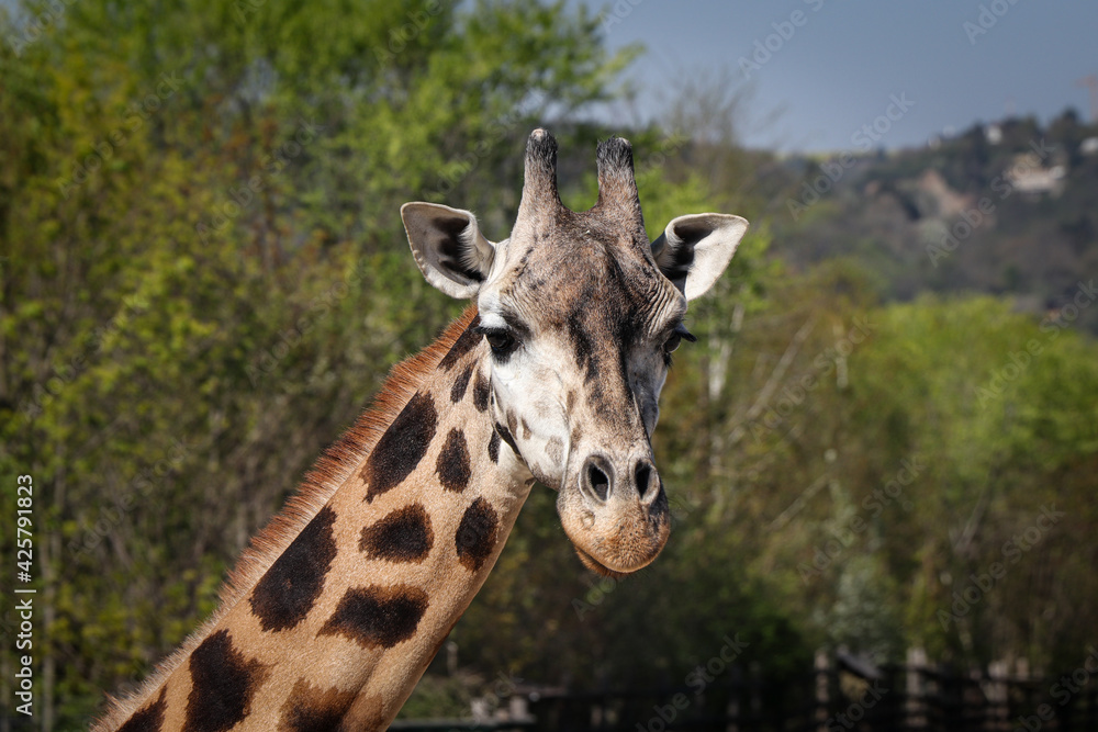 Portrait of a specific face of a polka dot animal with small horns, Giraffa camelopardalis rothschildi. A fun expression of Rothschild's giraffe Portrait of a specific face of a polka dot animal with small horns, Giraffa camelopardalis rothschildi. A fun expression of Rothschild's giraffe
