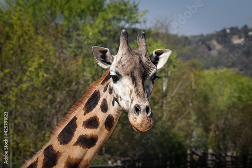 Portrait of a specific face of a polka dot animal with small horns, Giraffa camelopardalis rothschildi. A fun expression of Rothschild's giraffe