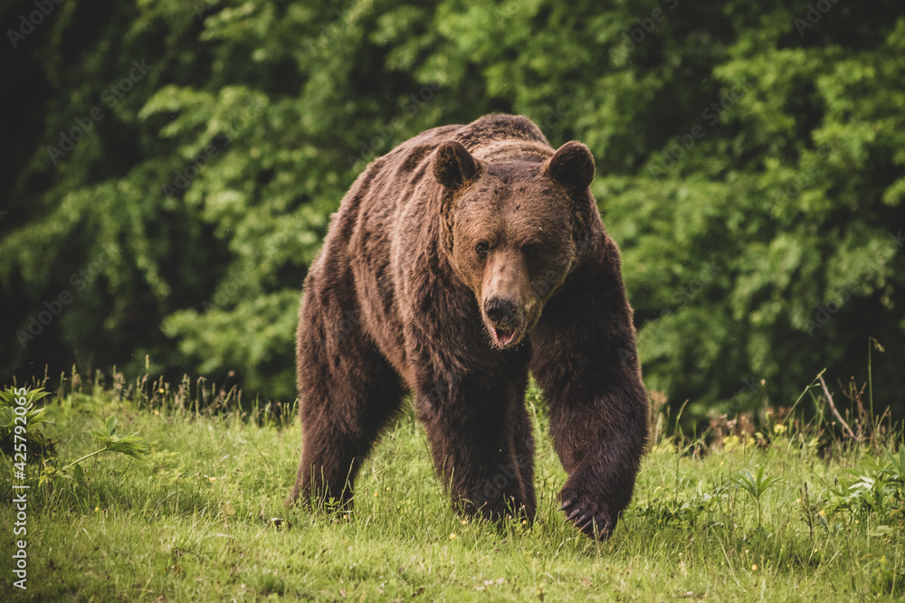 Shot of a brown bear in the Carpathian mountains