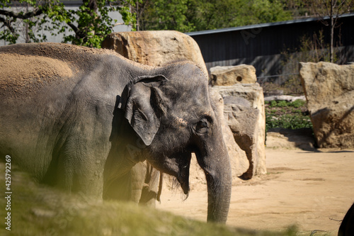 Canvas Print stout Elephas maximus eats a piece of straw and maintains its slender line