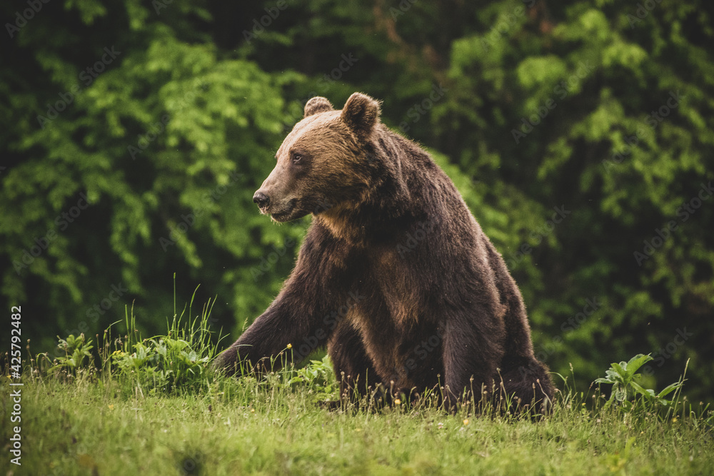 Shot of a brown bear in the Carpathian mountains Shot of a brown bear in the Carpathian mountains