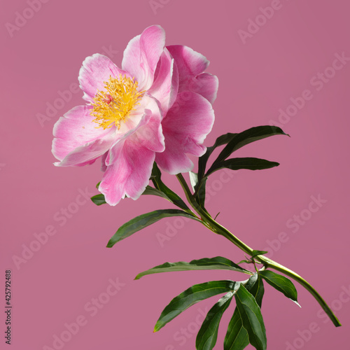 Beautiful pink peony flower with yellow center isolated on pink background.