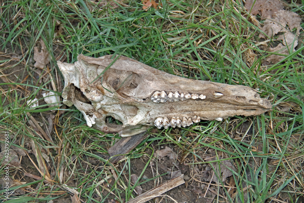 Naklejka premium Schädel