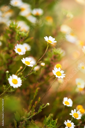 Chamomile flower field in sunlight. Chamomile close-up. Daisies background. Selective focus. 
