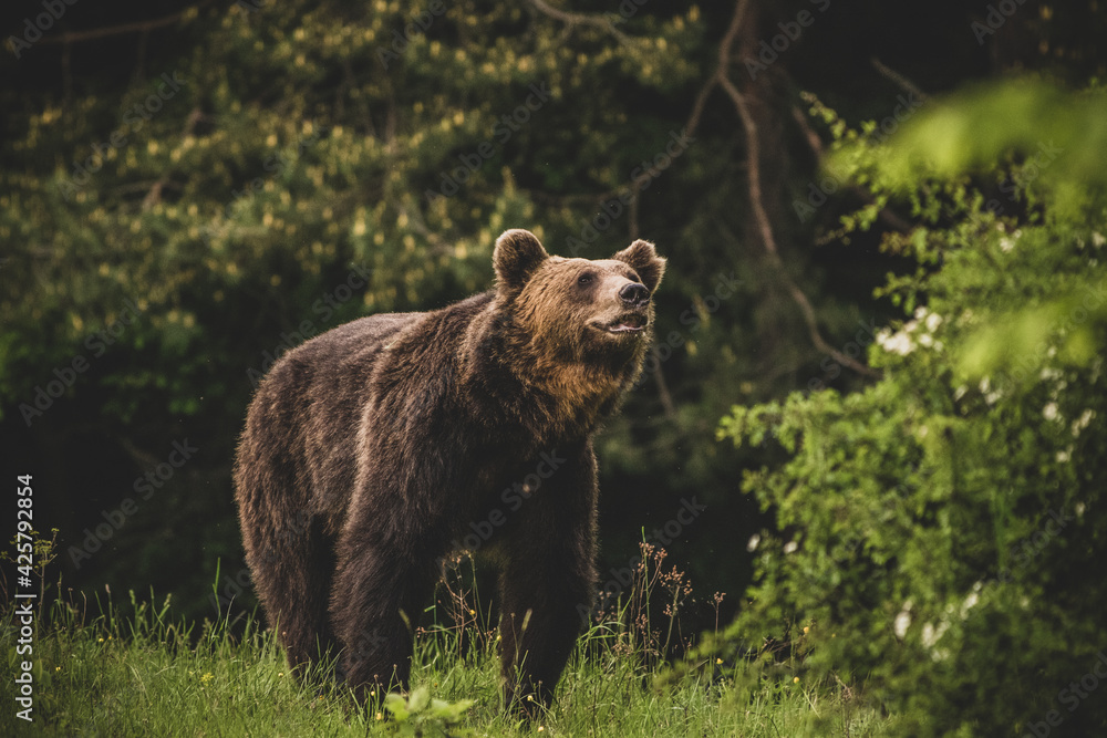 Shot of a brown bear in the Carpathian mountains
