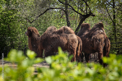 Bactrian camels family walks around their paddock and thinks about various activities. domestic Bactrian camel, is a large even-toed ungulate native. Pilgrimage animals. Transport across the desert