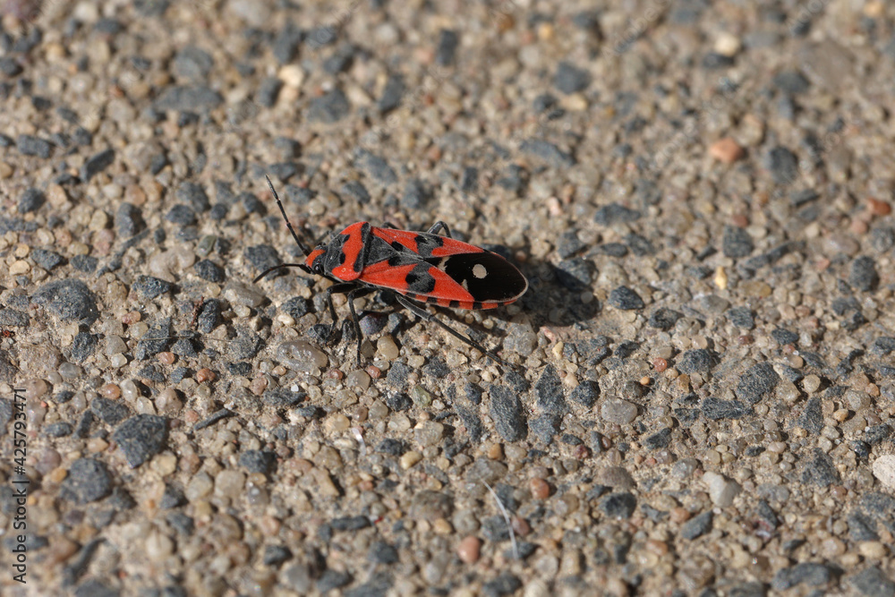 Pyrrhocoris apterus on a ground on sunny day Pyrrhocoris apterus on a ground on sunny day