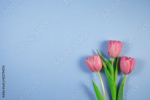 Fototapeta Naklejka Na Ścianę i Meble -  Pink tulips flowers on blue background. Card for Mothers day, 8 March, Happy Easter, Valentines Day, Birthday.